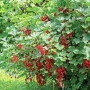Serbentai raudonieji (Ribes) 'Jonkheer van Tets'